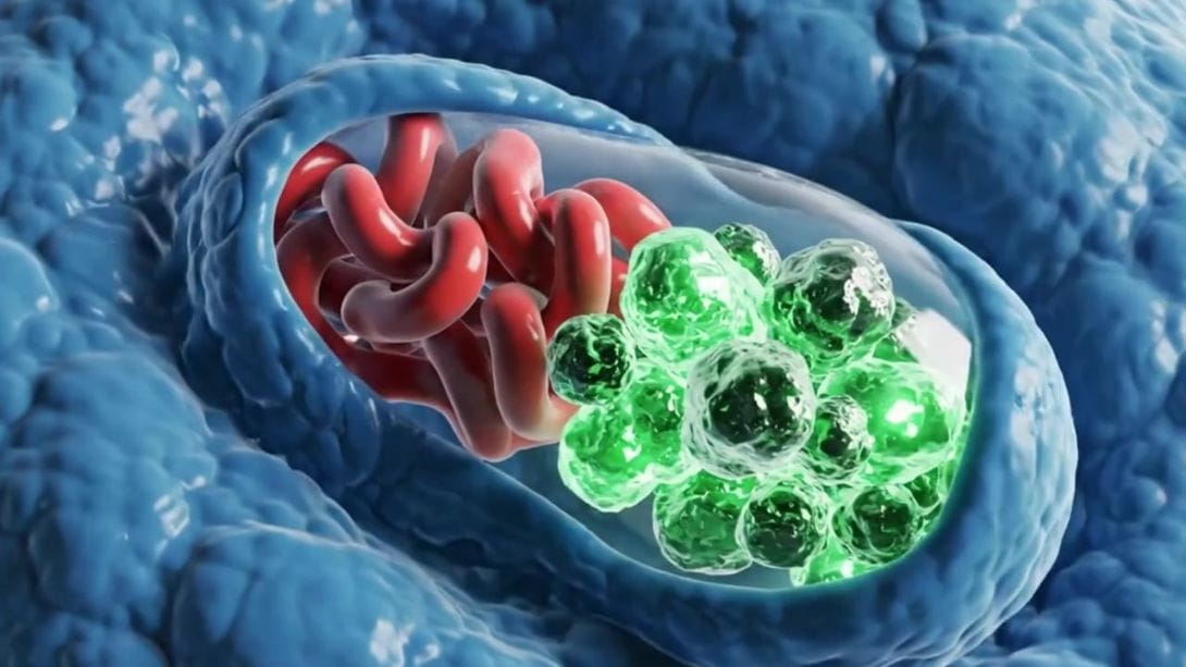 Muscle qui absorbe des protéines